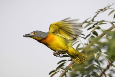 Grey-headed bush-shrike in tree looking for food, Kruger National Park, South Africa clipart