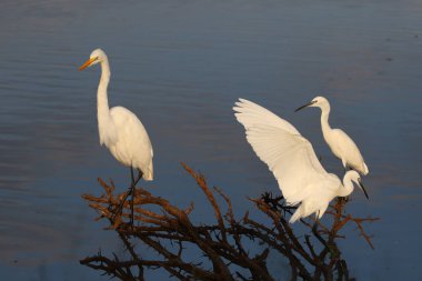 Büyük sorguçlar Barajı su balık için eski diken bush tarafından avcılık