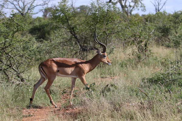 Impala Ram Spaceru Parku Narodowego Kruger — Zdjęcie stockowe