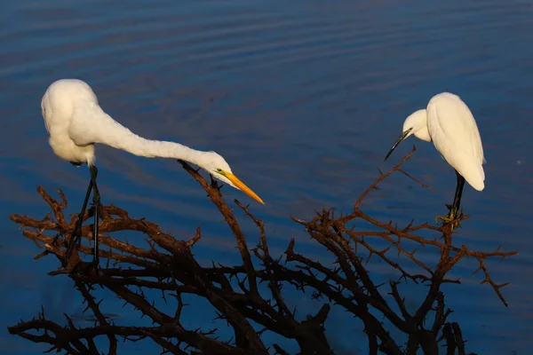 Silberreiher Jagen Staudammwasser Aus Altem Dornbusch Nach Fischen — Stockfoto