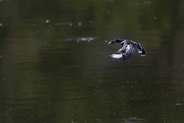 Pied Kingfisher Vôo Através Água Barragem Com Peixes Bico Kruger — Fotografia de Stock
