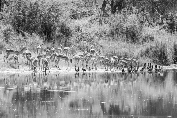 Family herd of impala antelopes running next to dam water, Kruger National Park, South Africa