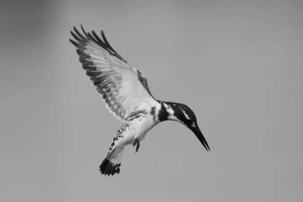 Uccello Martin Pescatore Pied Librarsi Nel Cielo Con Ali Veloci — Foto Stock