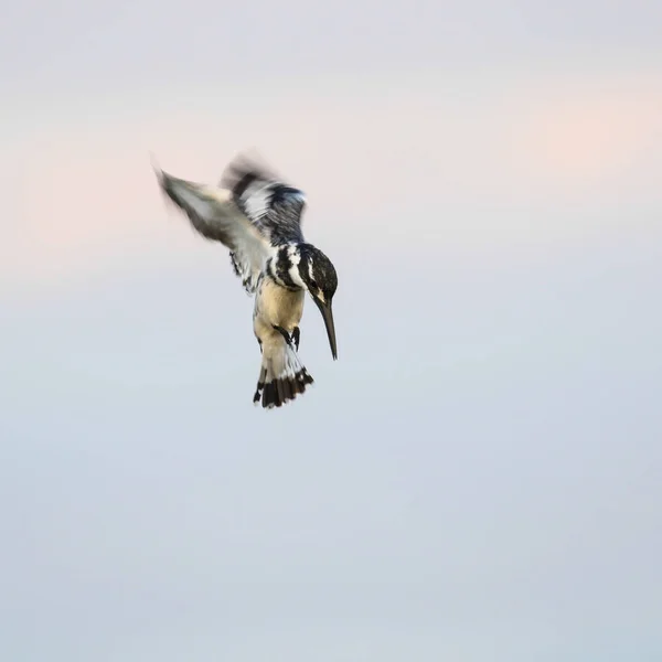 Uccello Martin Pescatore Pied Seduto Albero Spine Kruger National Park — Foto Stock