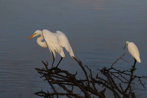 Maior Egret Caça Para Peixes Água Represa Arbusto Espinho Velho — Fotografia de Stock