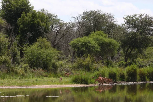 Family herd of impala antelopes running next to dam water, Kruger National Park, South Africa