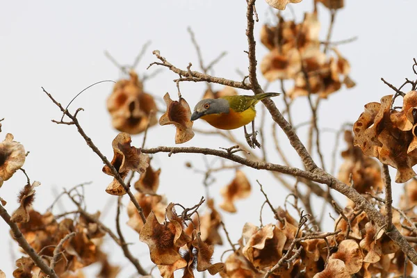 Harmaapäinen Pensas Shrike Puussa Etsimässä Ruokaa Krugerin Kansallispuisto Etelä Afrikka — kuvapankkivalokuva