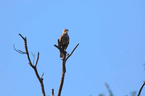 棕色鹰坐在死树顶部 蓝天背景 克鲁格国家公园 — 图库照片
