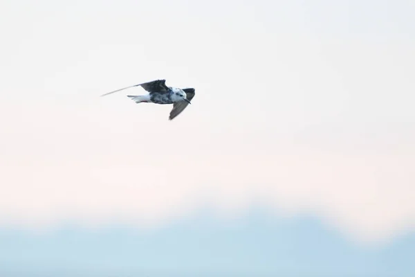 Uccello Sterna Alato Bianco Volo Con Piumaggio Transizione Sud Africa — Foto Stock