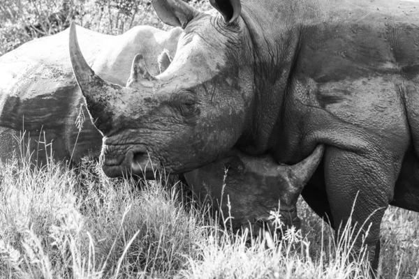 Portrait Rhinocéros Blanc Voie Disparition Avec Corne Parc National Kruger — Photo