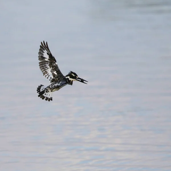 Ratteneisvogel Mit Fisch Schnabel Flug Südafrika — Stockfoto