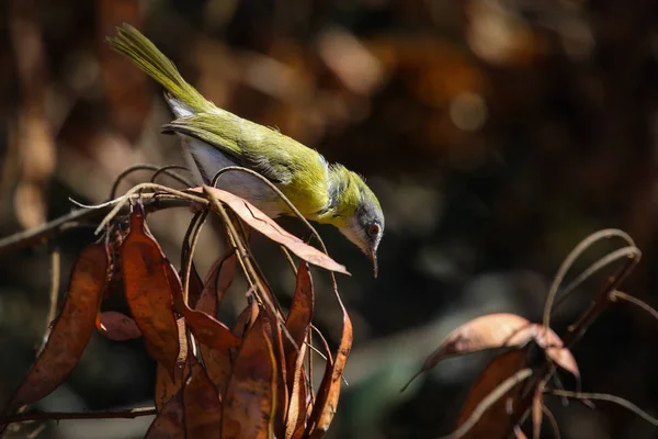 Apalis Złotawy Ptak Poszukuje Pożywienia Drzewo Republika Południowej Afryki — Zdjęcie stockowe
