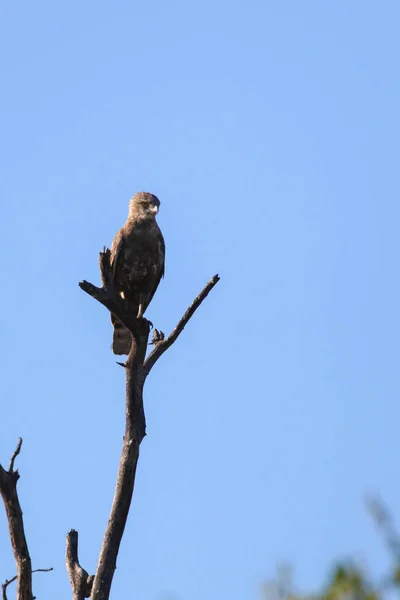 Brown Eagle Sitting Top Dead Tree Clear Blue Sky Background — Stock Photo, Image