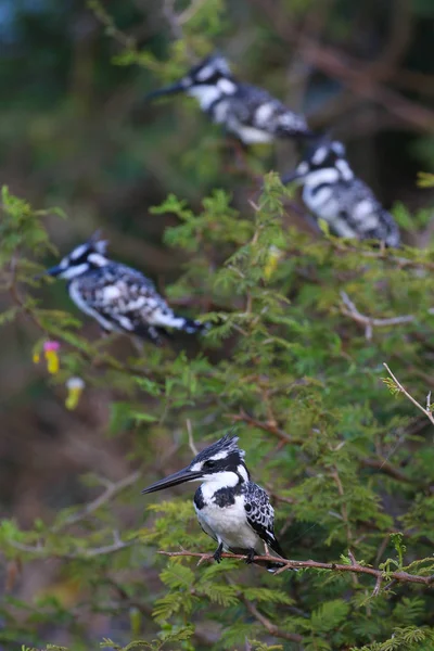 Pied Kingfisher Πουλιά Κάθονται Στο Αγκάθι Δέντρο Εθνικό Πάρκο Κρούγκερ — Φωτογραφία Αρχείου