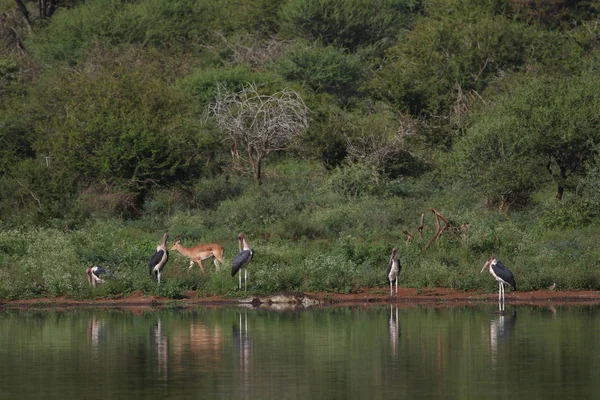 impala antelope running next to dam water, Kruger National Park, South Africa