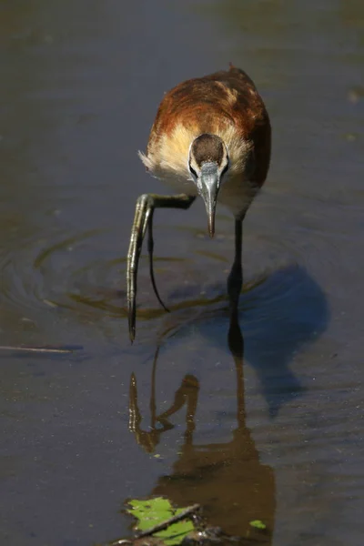 Afrikanischer Jacana Wasservogel Watet Untiefen Auf Der Suche Nach Fischen — Stockfoto