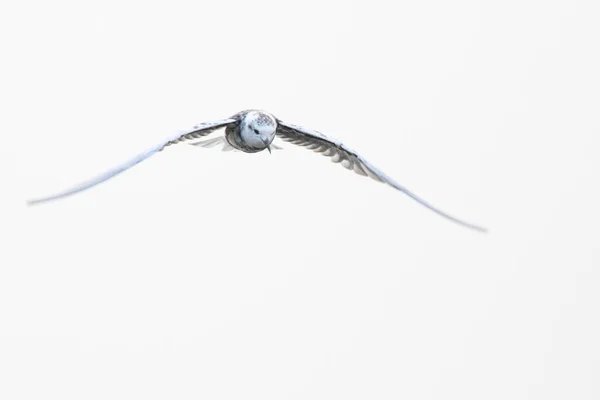 White Winged Tern Bird Flight Transitional Plumage South Africa — Stock Photo, Image