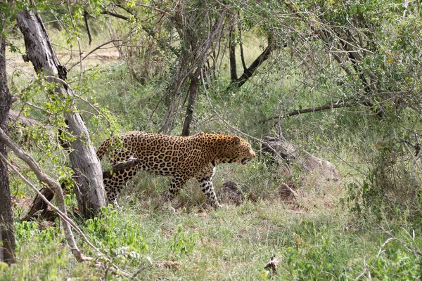 Hombre Leopardo Adulto Acecho Sudáfrica — Foto de Stock