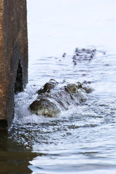 Nilkrokodil Jagt Fische Flusswasser Kruger Nationalpark Südafrika — Stockfoto