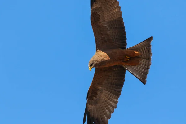 Martialische Adler Vogel Blauer Himmel Hintergrund Kruger Nationalpark Südafrika — Stockfoto