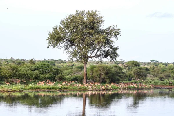 Family herd of impala antelopes running next to dam water, Kruger National Park, South Africa