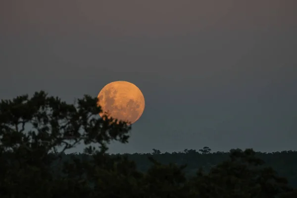 Lua Cheia Vindo Sobre Horizonte Com Silhuetas Árvores Noite Parque — Fotografia de Stock