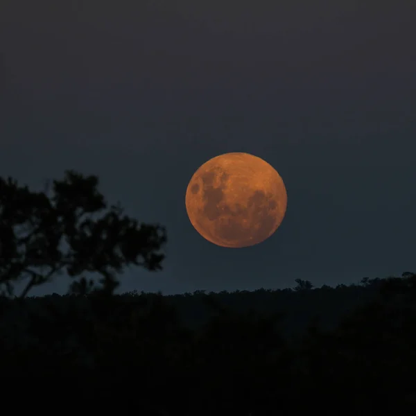 Bulan Purnama Datang Atas Cakrawala Dengan Siluet Pohon Malam Hari — Stok Foto