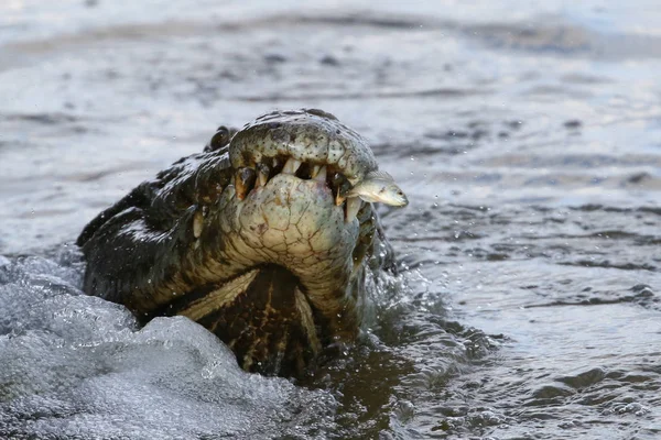 Nil timsahı avcılık balık Nehri su, Kruger National Park, Güney Afrika 