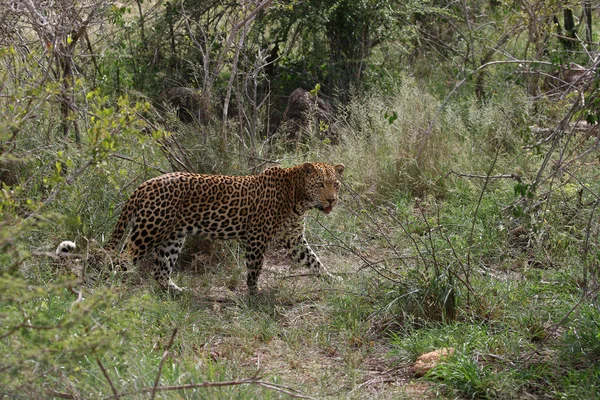 Erkek Yetişkin Leopard Üzerinde Sinsi Sinsi Güney Afrika — Stok fotoğraf