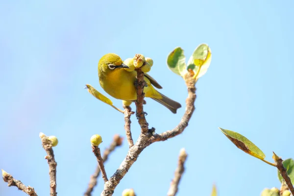 Kap Glasögonfågel Fågel Att Hitta Mat Aloe Blomma Stjälk Sydafrika — Stockfoto