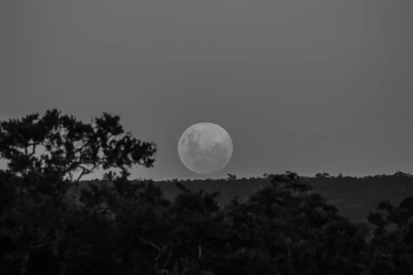 Foto Hitam Putih Bulan Purnama Datang Dari Cakrawala Dengan Siluet — Stok Foto