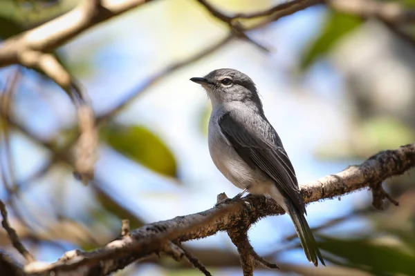 Ashy flycatcher bird on branch with tree and sky in background, South Africa