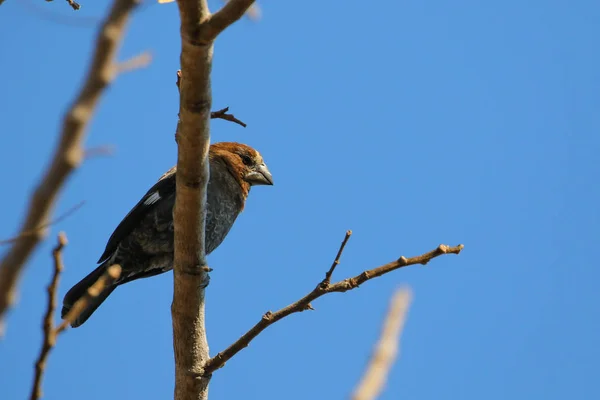 Primo Piano Bellissimo Uccello Sfondo — Foto Stock