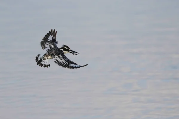 Pied Kingfisher Bird Fish Beak While Flying África Sul — Fotografia de Stock