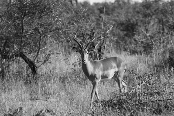 Impala Ram Piedi Nel Parco Nazionale Kruger — Foto Stock