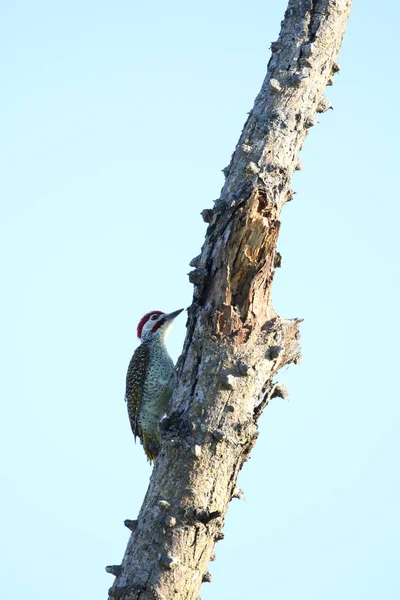 Woodpecker Ψάχνει Για Φαγητό Κορμό Δέντρο Μπλε Ουρανό Στο Παρασκήνιο — Φωτογραφία Αρχείου