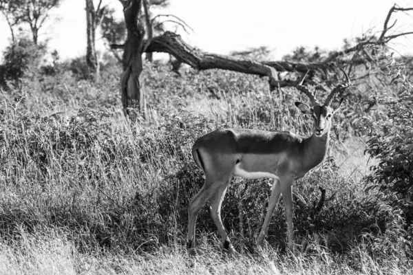 Impala Ram Caminhando Parque Nacional Kruger — Fotografia de Stock