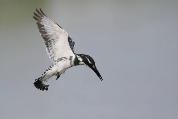 Pied Kingfisher Πουλί Που Πετά Στον Ουρανό Γρήγορα Φτερά Ενώ — Φωτογραφία Αρχείου