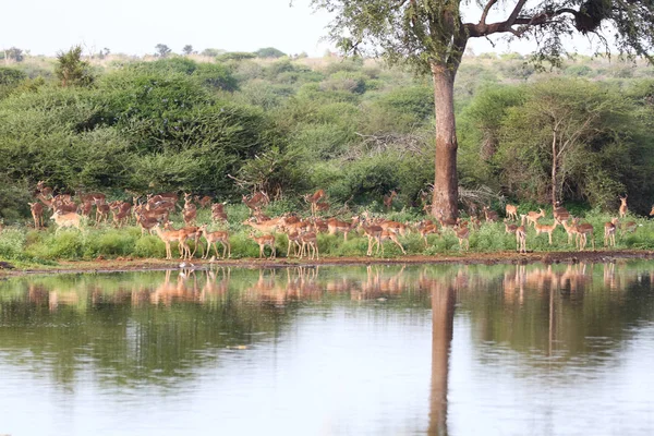 ダムの水は クルーガー国立公園 南アフリカ共和国の横にある実行しているインパラ アンテロープの家族の群れ — ストック写真
