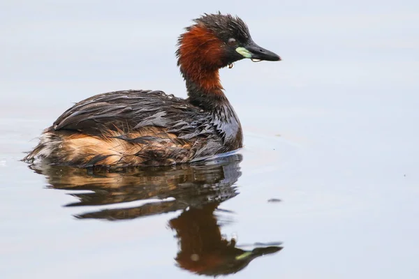 Little grebe duck bird floating on calm water with reflection, South Africa