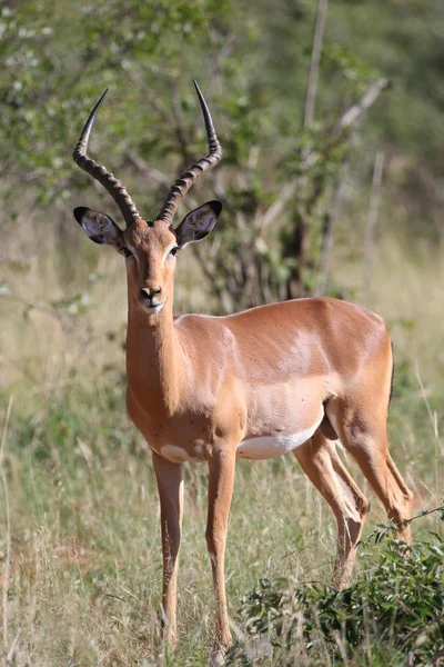 Impala Ram Caminando Parque Nacional Kruger — Foto de Stock