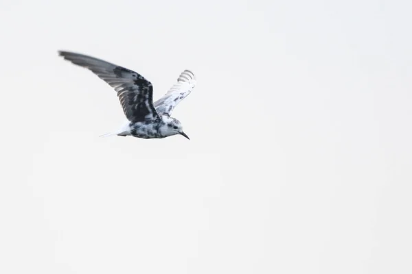 White-winged tern bird in flight with transitional plumage, South Africa