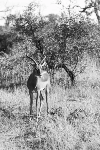 Impala Ram Piedi Nel Parco Nazionale Kruger — Foto Stock