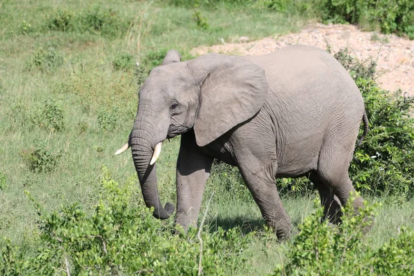 Elefante Africano Parque Nacional Kruger — Foto de Stock