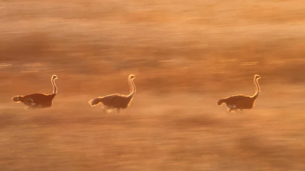 Csoport Strucc Madarak Futás Sunset Rim Fény Mozgás Blur Dél — Stock Fotó