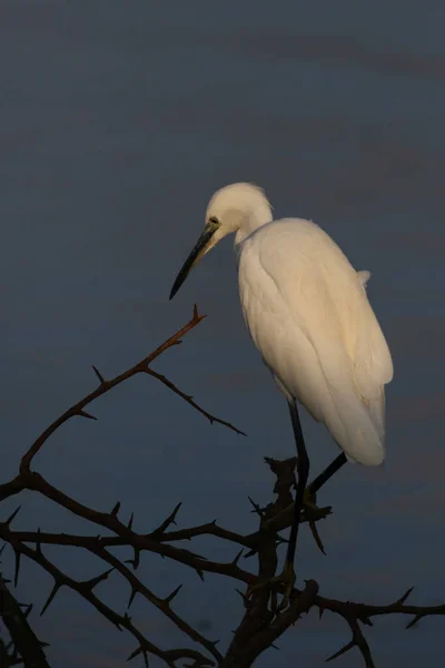 Grande Chasse Aigrette Pour Les Poissons Dans Eau Barrage Vieux — Photo