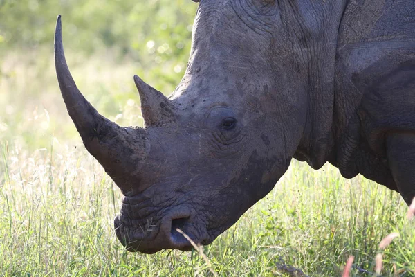 Retrato Rinoceronte Blanco Peligro Extinción Con Cuerno Parque Nacional Kruger — Foto de Stock