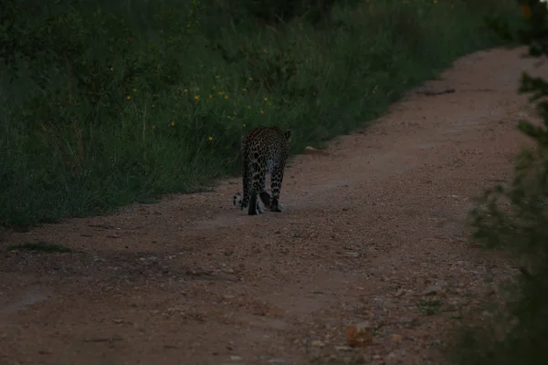 Lone Male Leopard Walking Gravel Road Sunset Kruger National Park — Fotografia de Stock