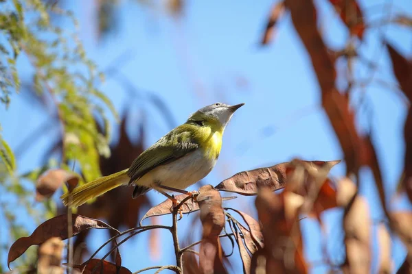 Yellow Breasted Apalis Bird Looking Food Tree South Africa — Stock Photo, Image