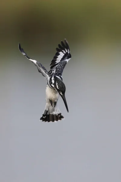 Pied Martin Pêcheur Oiseau Planant Dans Ciel Avec Des Ailes — Photo
